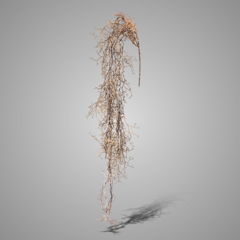 Brynxz Hanging Tillandsia Brown 120 cm