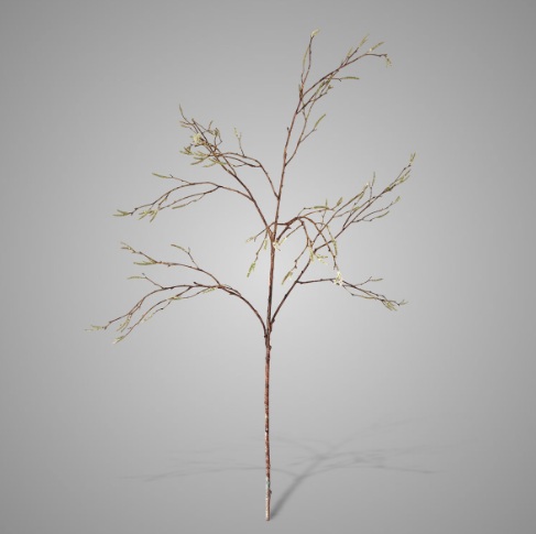 SYLXZ Betula Fructus Grande 100 cm