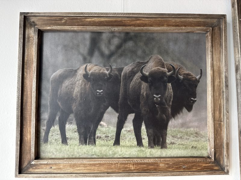 Houten lijst met afbeelding Buffels