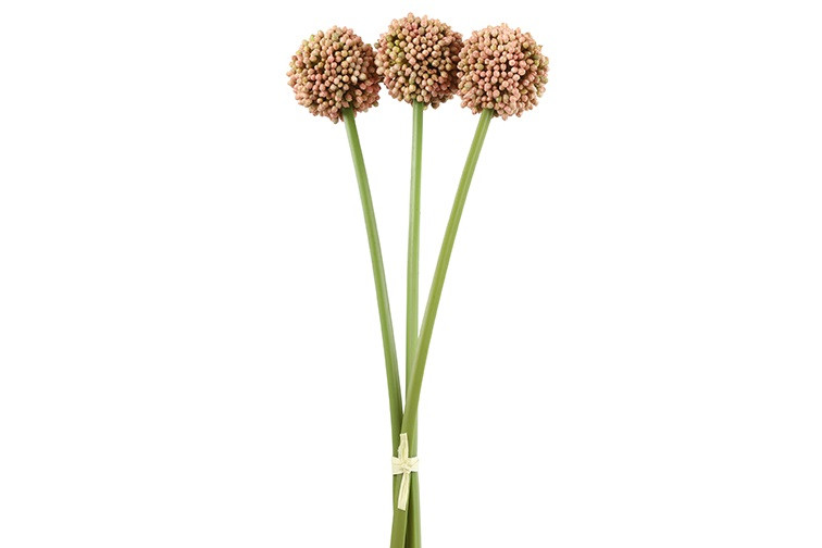 Allium sativum roze