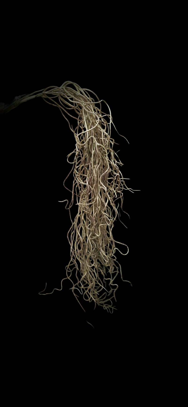 Brynxz Twig Dried Wood Bush 90 cm