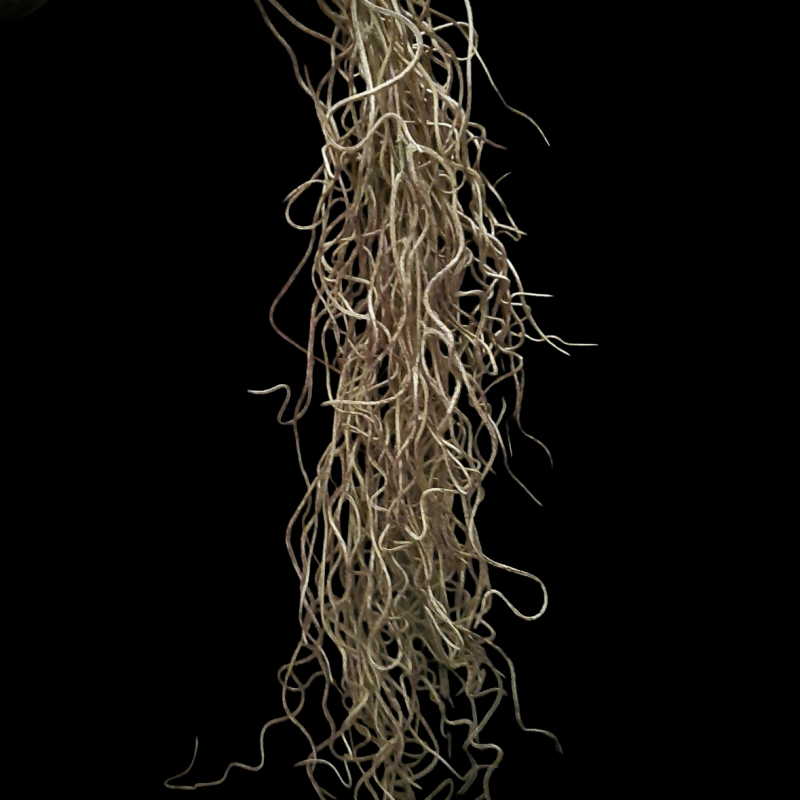 Brynxz Twig Dried Wood Bush 90 cm