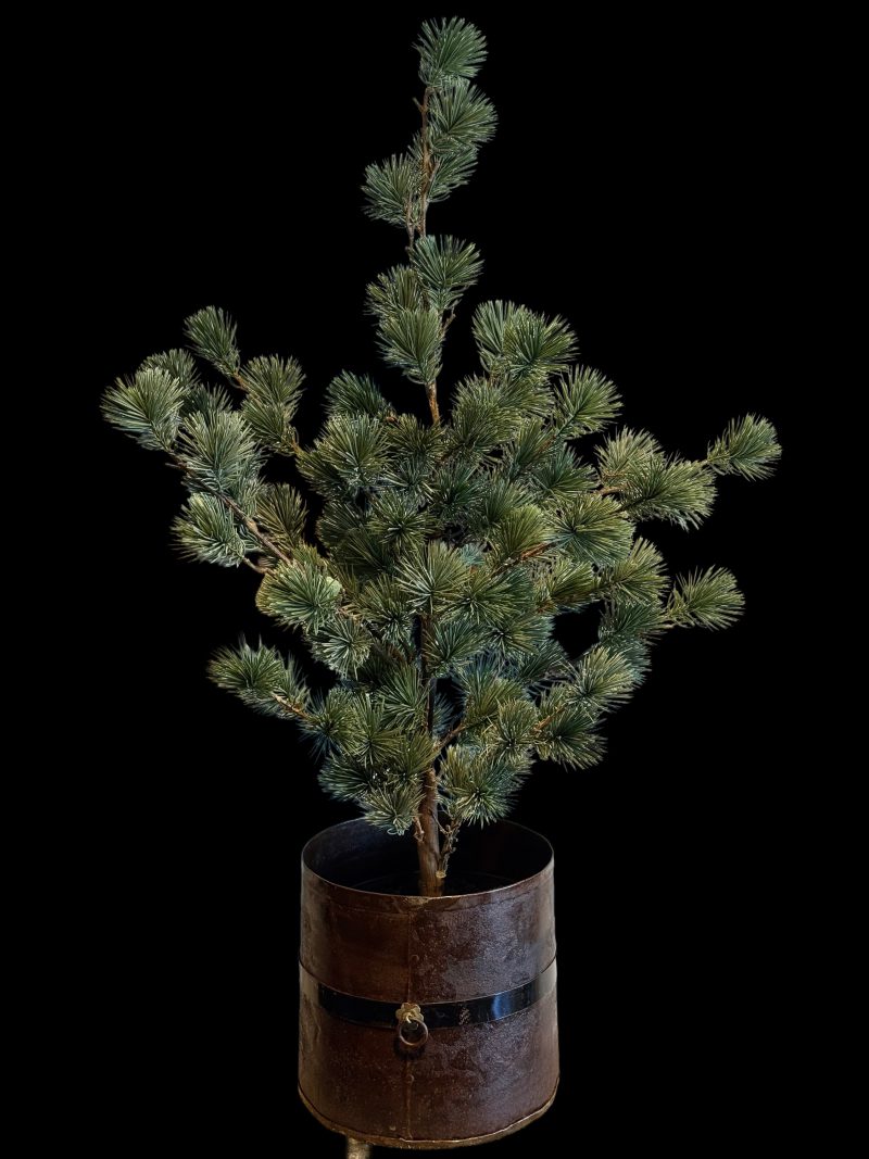 Larix boom S Real Touch