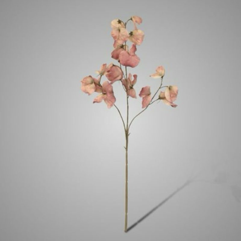 Brynxz Lathyrus Spring Pink 73
cm