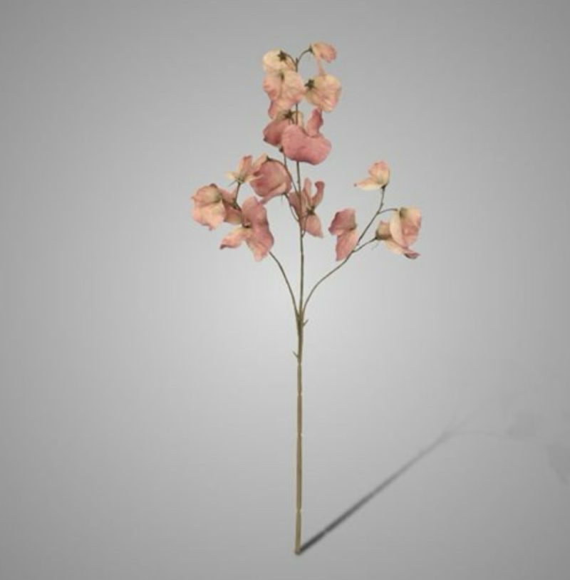 Brynxz Lathyrus Spring Pink 73
cm
