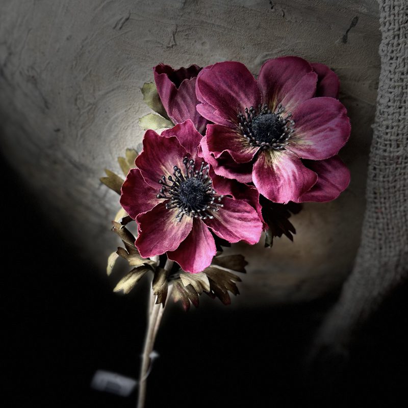 Anemone Aubergine 56 cm