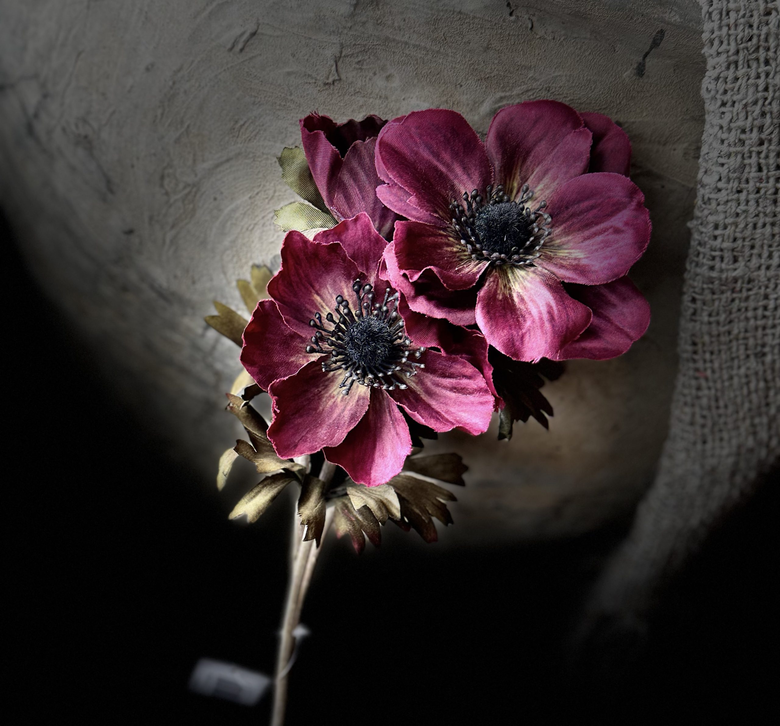 Anemone Aubergine 56 cm