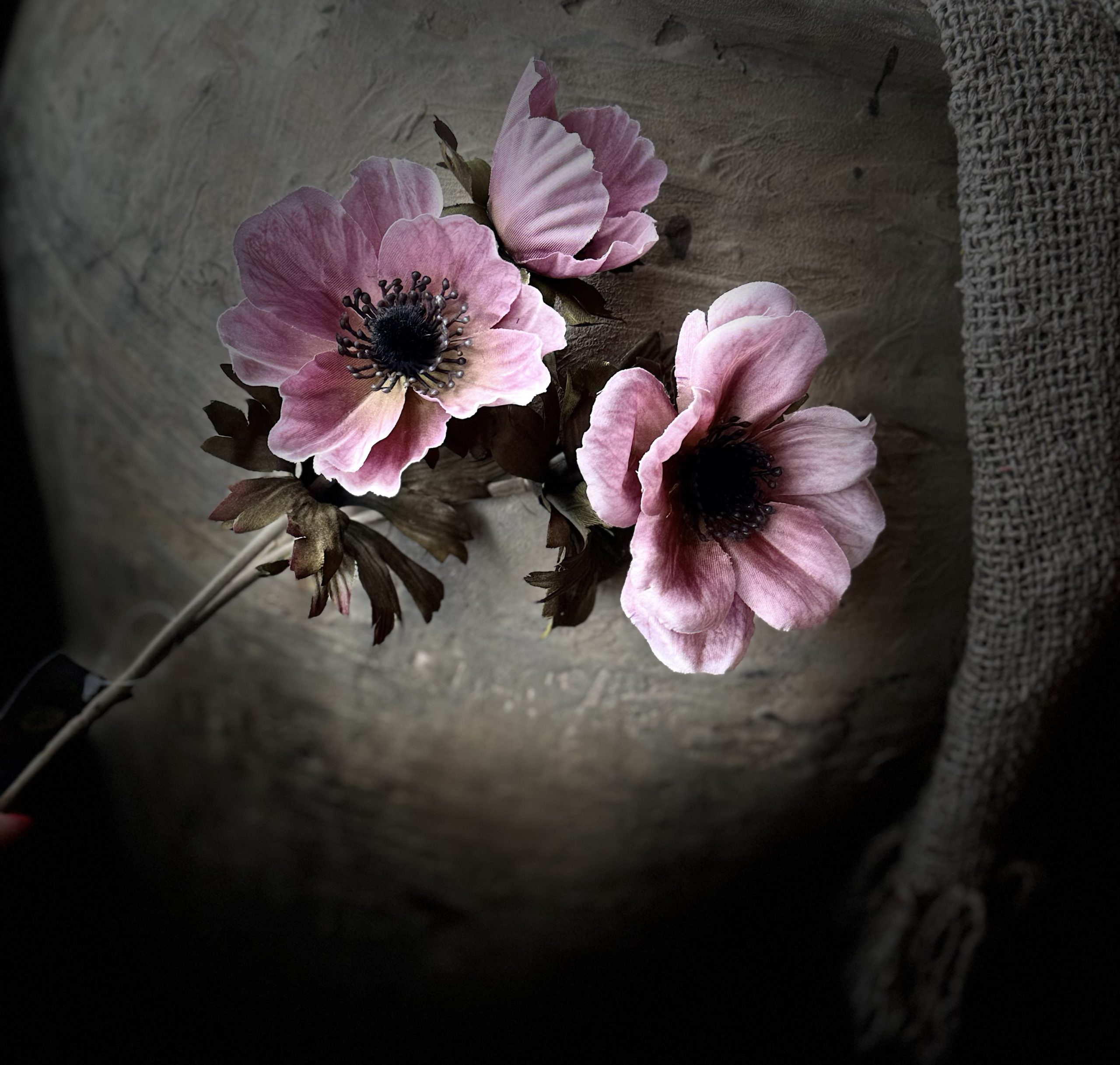 Anemone Autumn Pink 56
cm