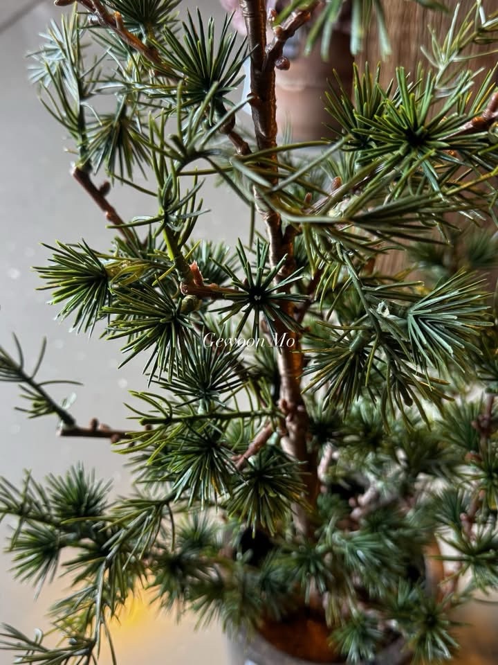 Picea Fantasia S 90cm - Afbeelding 2