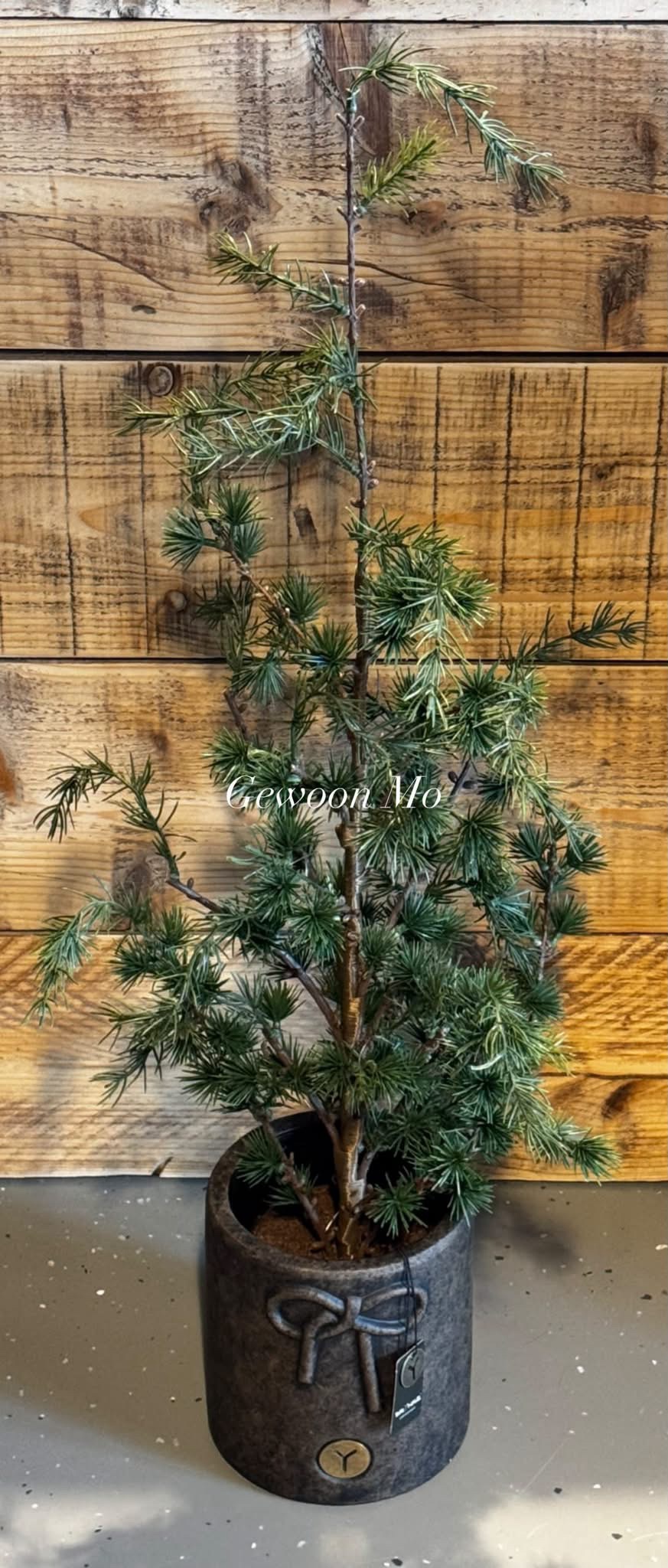 Picea Fantasia S 90cm - Afbeelding 3