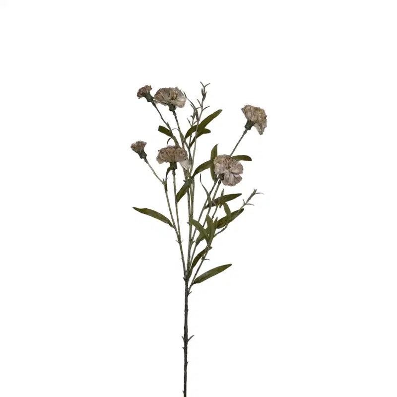 Dianthus Cary Cappuccino