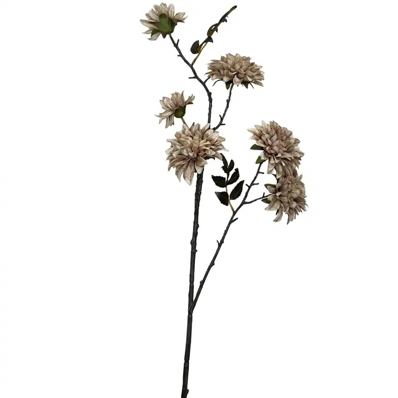 Dahlia Brown 01