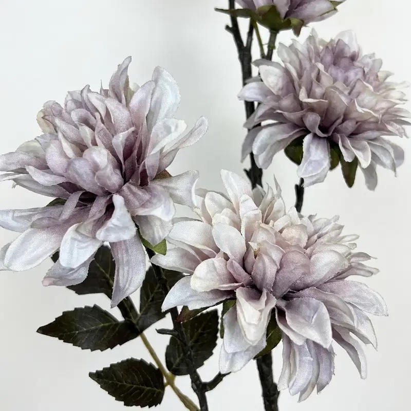 Dahlia Lila 01